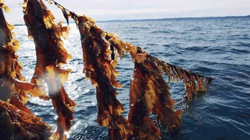 Algen: Dulse und Nori, dargestellt nebeneinander